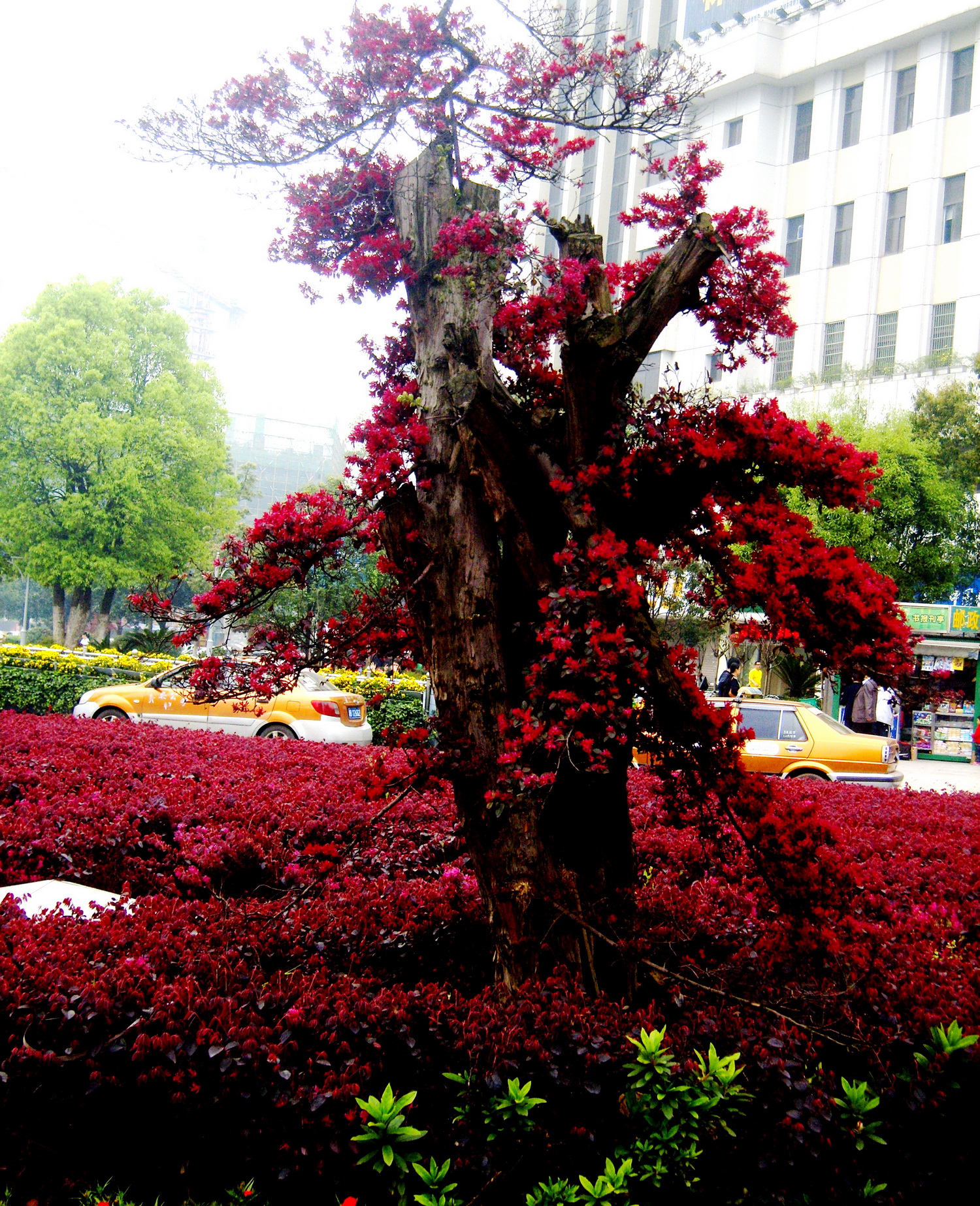 红檵木花为株洲市市花